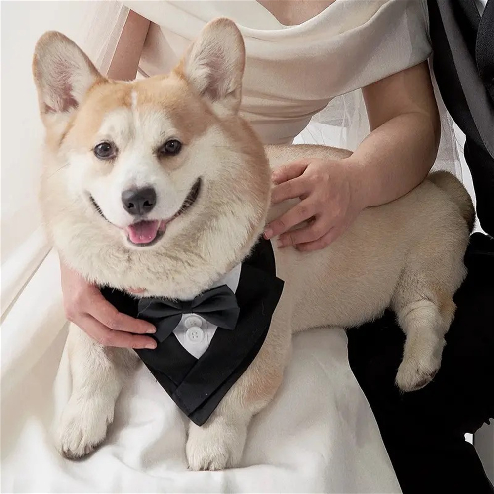 중대형견을 위한 멋진 프렌치 불독 애완견 턱받이 반다나 - Dog Bandana Scarf 리뷰 및 가격